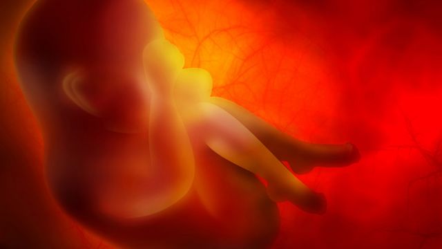 La croissance du foetus illustrée